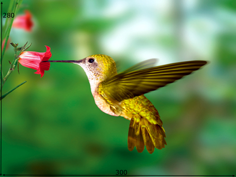 Fototapeet YELLOW HUMMINGBIRD Sisustuspood